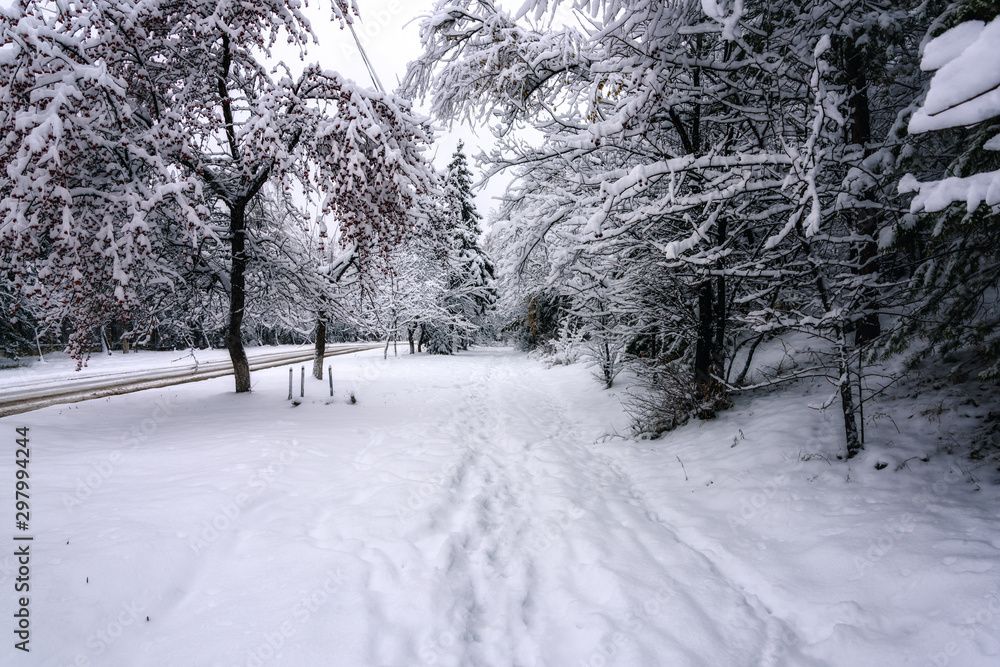 snow-covered city Park with paths in the snow among the trees snow-covered city Park with paths in the snow among the trees