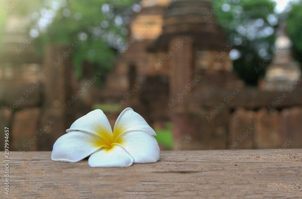 Plumeria flower on lateritei Historical Park background Plumeria flower on lateritei Historical Park background