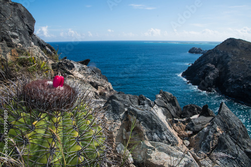 pitigüey gran roque -Los Roques Island VENEZUELA Melocactus curvispinus photo