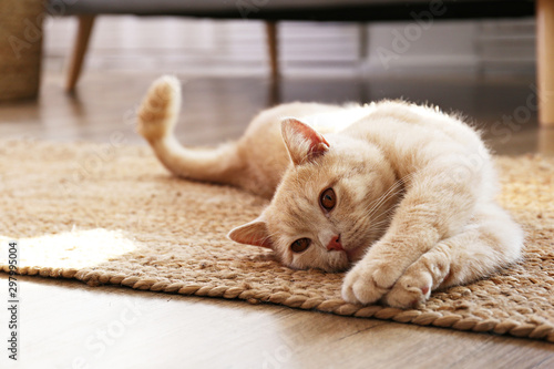 Śliczny czerwony szkocki zwisłouchy kot z pomarańczowymi oczami leżący na szarej tekstylnej kanapie w domu. Miękki, puszysty, rasowy kotek z krótkimi włosami i prostymi uszami. Tło, kopia przestrzeń, z bliska.