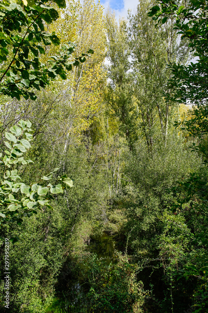 Fototapeta premium autumn;