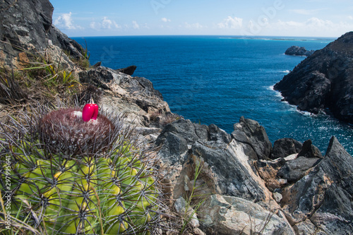 pitigüey gran roque -Los Roques Island VENEZUELA Melocactus curvispinus