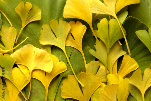 Leaves in golden sunshine. Natural blurred background. Gingko biloba leaves in nature with sunshine. Medicinal plant. The concept of healthy nutrition.