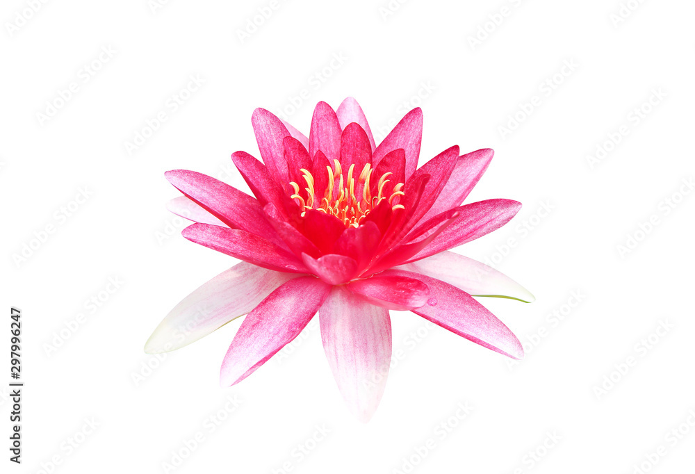 Lily water lotus bright colorful red petal flowers patterns blooming with water drops isolated on white background , clipping path