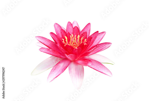 Lily water lotus bright colorful red petal flowers patterns blooming with water drops isolated on white background   clipping path