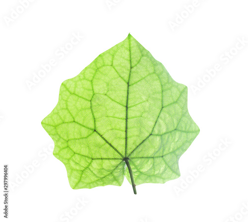 Green leaves with vein patterns and reflection from sunshine isolated on white background   clipping path