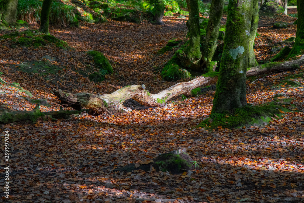 Dappled light on a fallen tree in autumn woodland