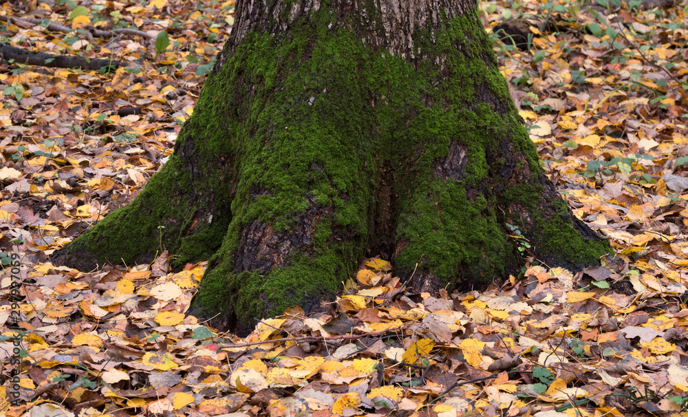 Roots of a big tree with green moss in autumn forest. Roots of a big tree with green moss in autumn forest.