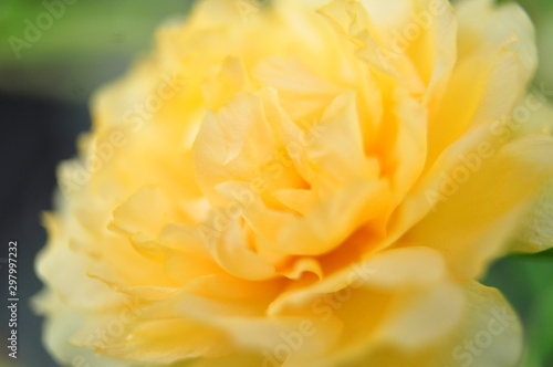 yellow rose