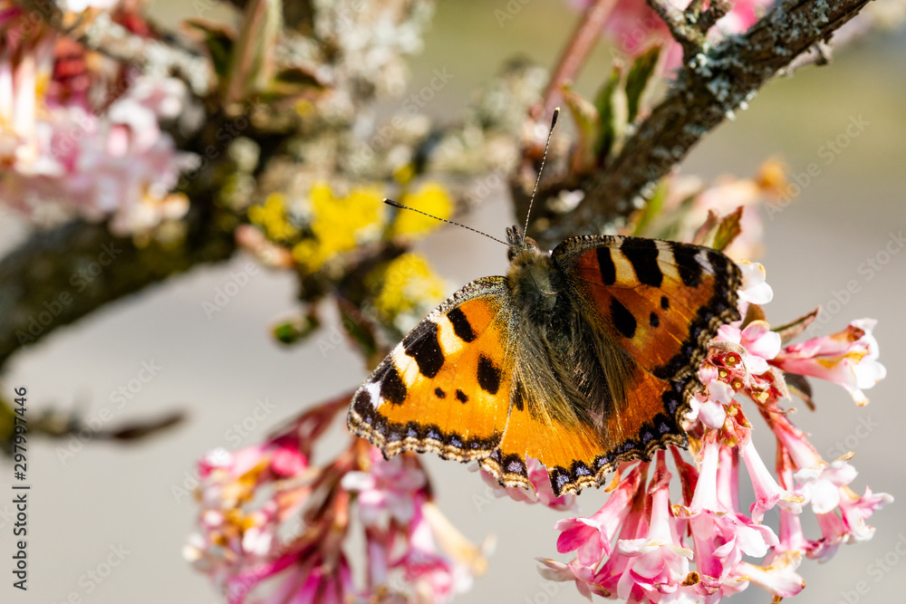 Obraz premium Schmetterlinge Frühling