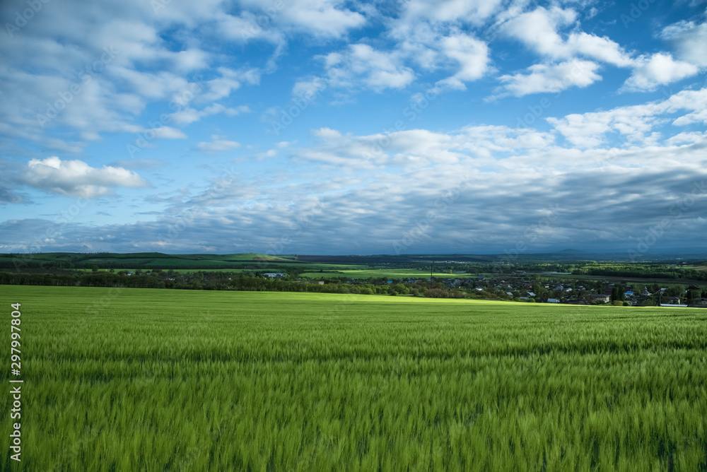 Fototapeta premium Green field of wheat, under a blue sky with thunderclouds. Beautiful landscape