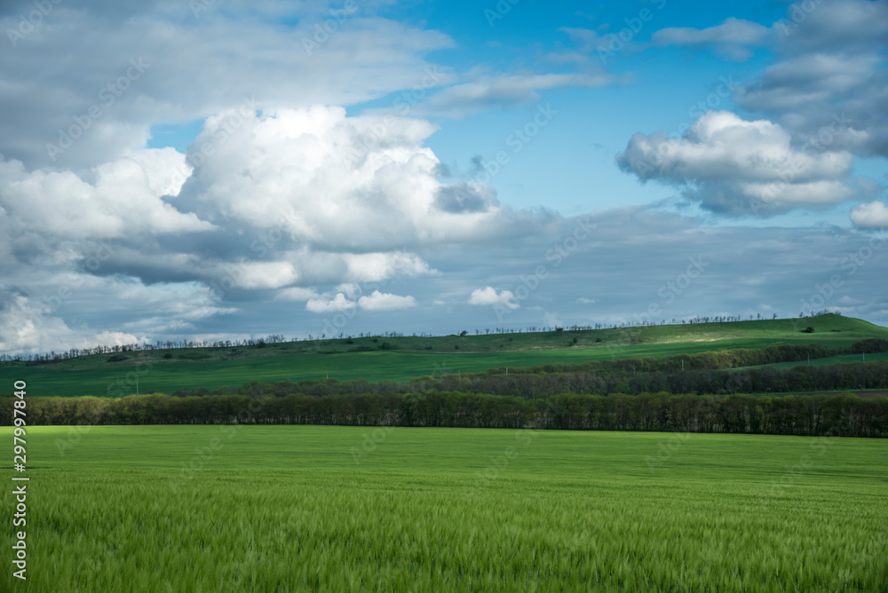 Green field of wheat, under a blue sky with thunderclouds. Beautiful landscape