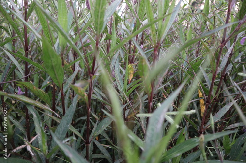 grass in the garden