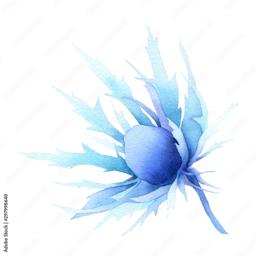 Stylized blue flower (field holly) hand drawn in watercolor isolated on a white background. Winter watercolor illustration. Fantasy watercolor flower. Stylized blue flower (field holly) hand drawn in watercolor isolated on a white background. Winter watercolor illustration. Fantasy watercolor flower.