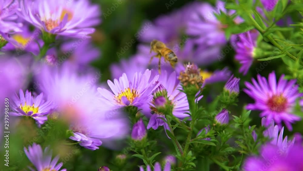 Slow Motion Honey Bee Buzzing on Flower Slow Motion Honey Bee Buzzing on Flower