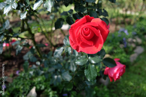 fresh red roses flower blossoming in the garden