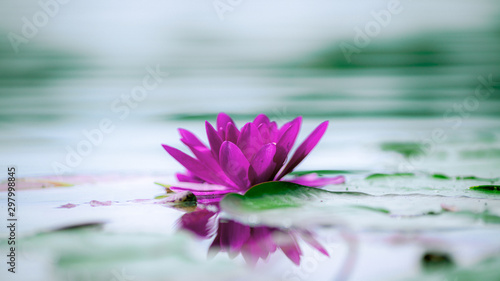 Obraz na plátně pink water lily