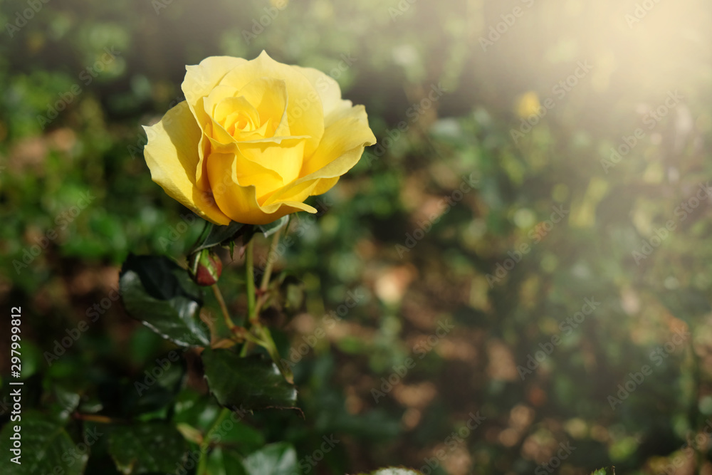 fresh yellow roses flower blossoming in the garden fresh yellow roses flower blossoming in the garden