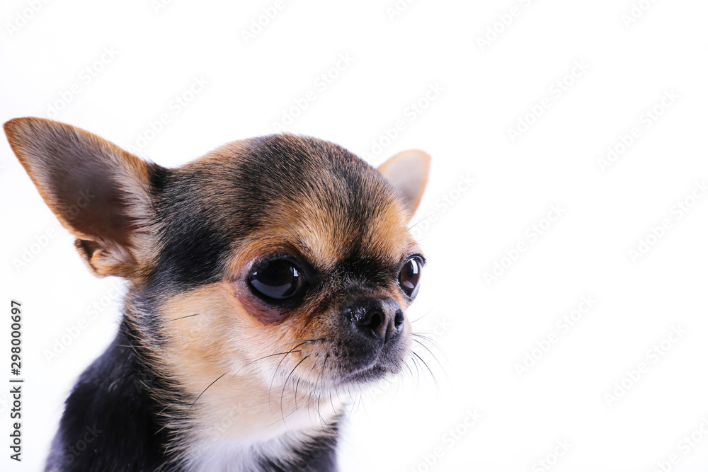 Studio shot of mini chihuahua with big ears & bulging eyes sitting over isolated background. Portrait of short-haired black white and brown miniature doggy. Close up, copy space.
