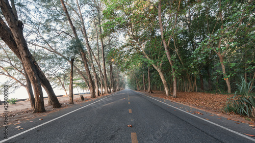 beautiful calmness countryside road with shady pine tree on side of the road © F16-ISO100