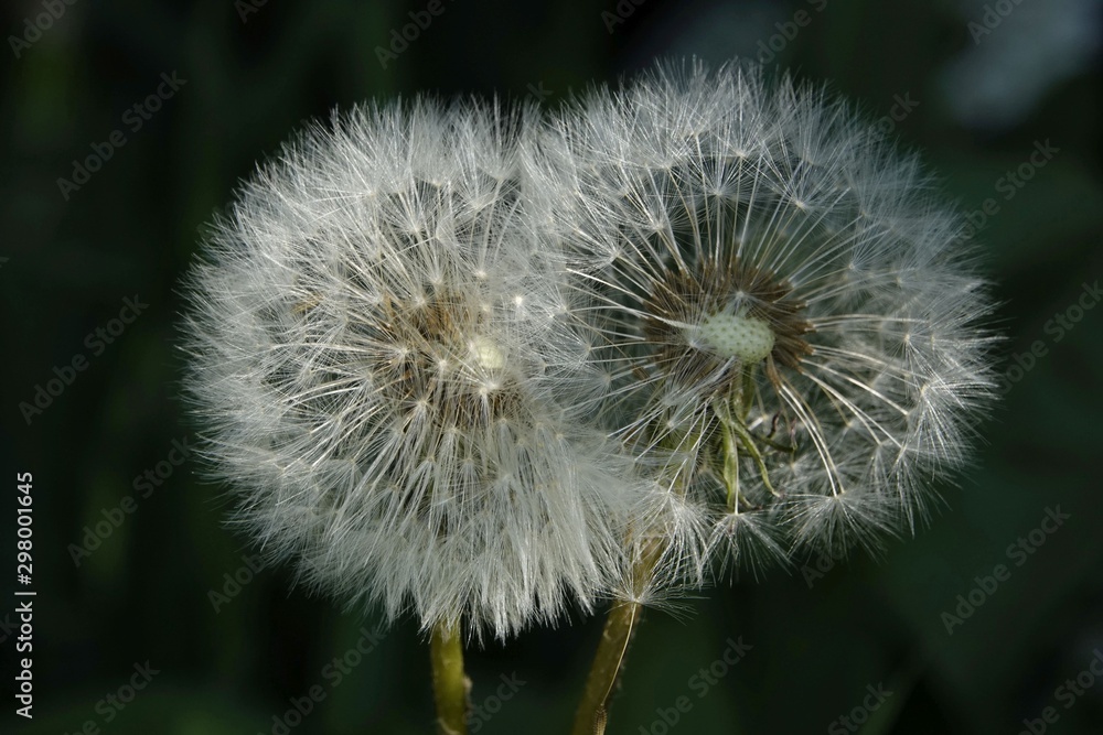 Fototapeta premium Löwenzahn, Pusteblume, Blume, Natur, Pflanze, Saat, Sommer, Flora, flaumig, Makro, Unkraut, Wiese, Nahaufnahme