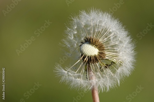 L  wenzahn  Pusteblume  Blume  Natur  Pflanze  Saat  Sommer  Flora  flaumig  Makro  Unkraut  Wiese  Wind  Nahaufnahme