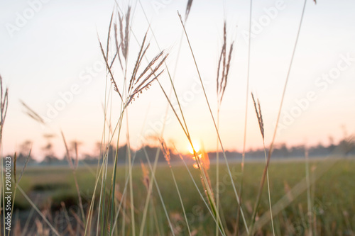 landscape view. beautiful sunrise on rice field in morning