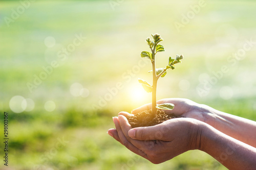 Hands holding young plants sprouting and growing on green nature background, Earth Day, new life growth ecology and business financial progress concept.