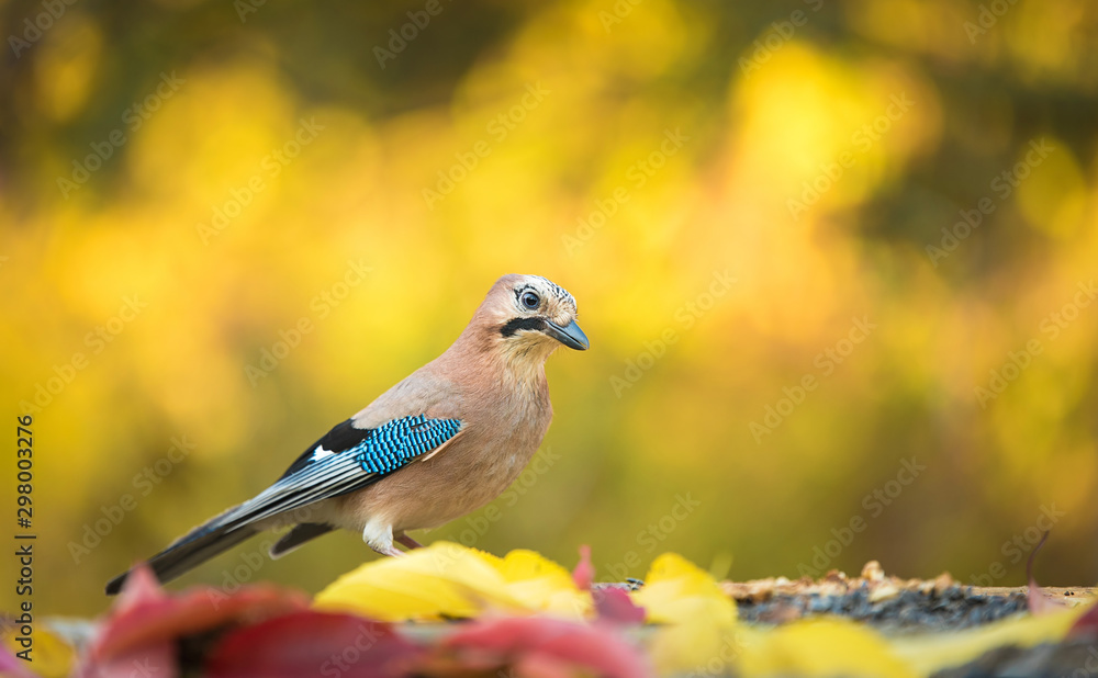 Obraz premium Eurasian Jay is sitting on a old oak trunk