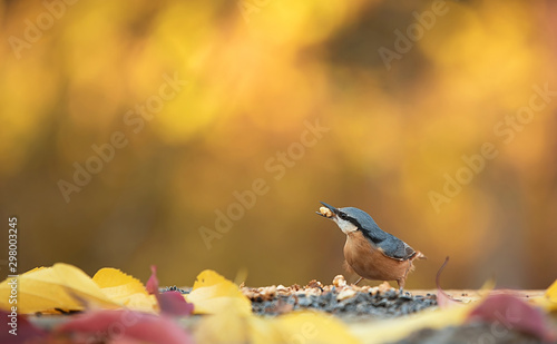 Portrait of a nuthatch bird