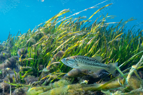 A young Largemouth Bass (Micropterus salmoides) patrols its territory around an eel grass bed. Largemouth Bass are highly prized by sport fishermen, and are the state freshwater fish of Florida. 