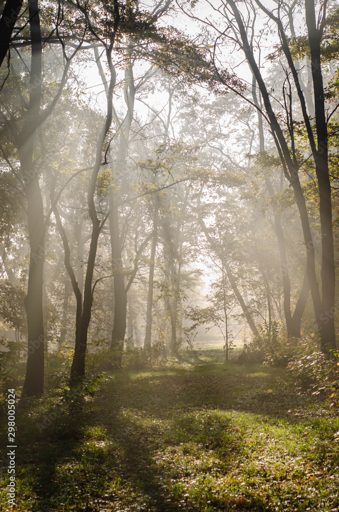 pine tree forest in a sunny morning / evening with fog, mystery dark woods pine tree forest in a sunny morning / evening with fog, mystery dark woods