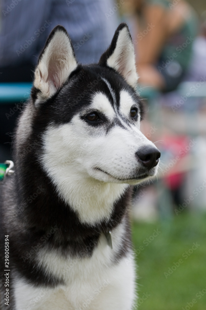  Portrait of female siberian husky on dog show
