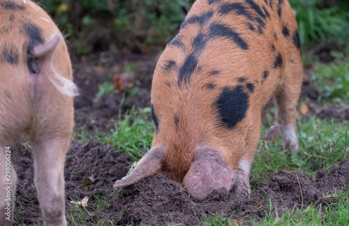 Oxford Sandy and Black pig in the New Forest, Hampshire UK. During the traditional pannage season in autumn, pigs are released into the forest to eat acorns which are poisonous to other animals. photo