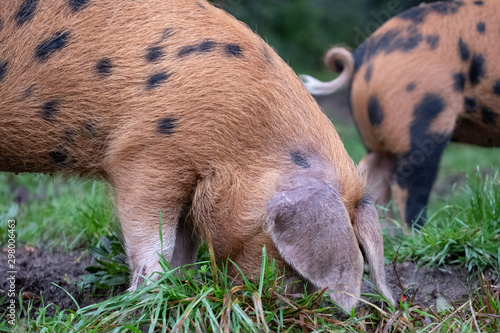 Oxford Sandy and Black pigs in the New Forest, Hampshire UK. During the traditional pannage season in autumn, pigs are released into the forest to eat acorns which are poisonous to other animals. photo