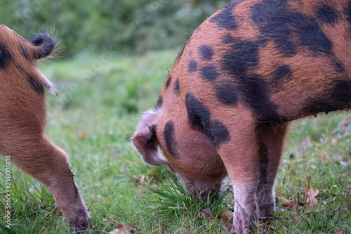 Oxford Sandy and Black pigs in the New Forest, Hampshire UK. During the traditional pannage season in autumn, pigs are released into the forest to eat acorns which are poisonous to other animals. photo