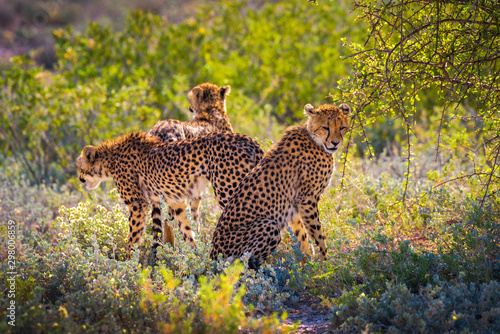 Photography Three cheetahs in the Etosha National Park