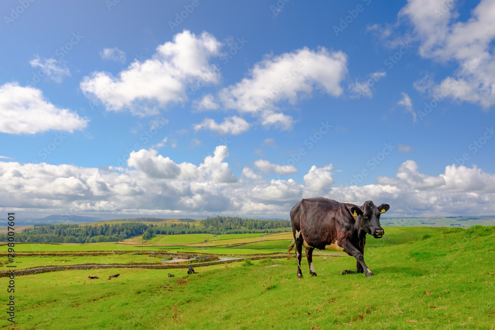 Lone dairy cow seen atop a hill in the Yorkshire Dales during summer.  She is one of a small herd used for there organic milk and dairy products including cheeses.