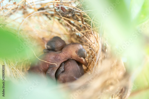 New born birds in the nest