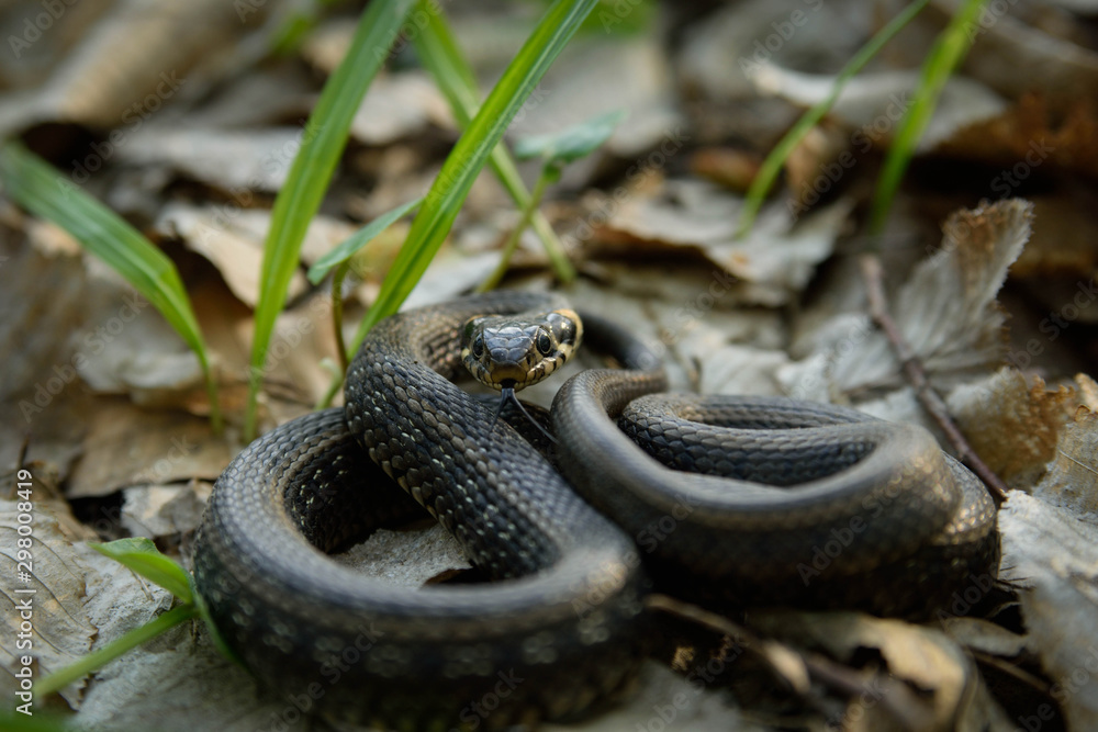 Fototapeta premium Natrix, Snake, Colubridae in the forest, close up.