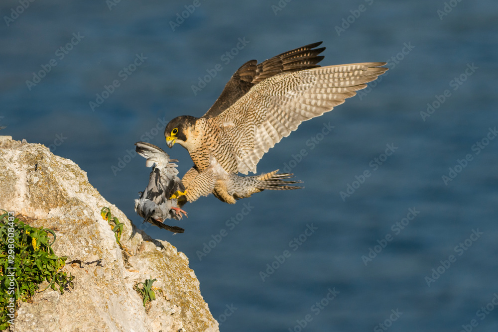 falco