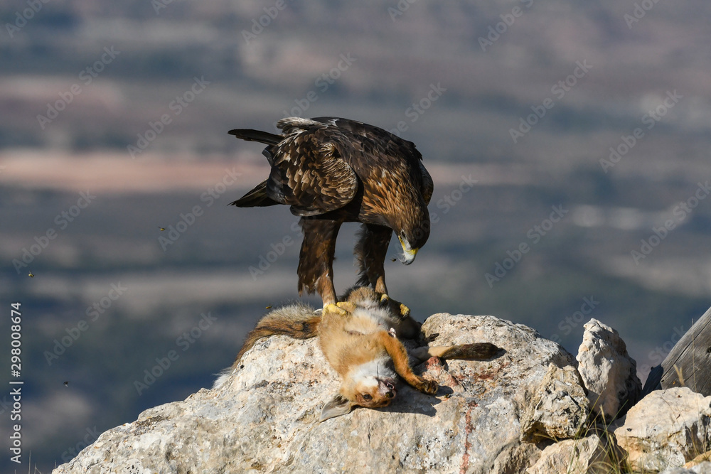 aquila reale