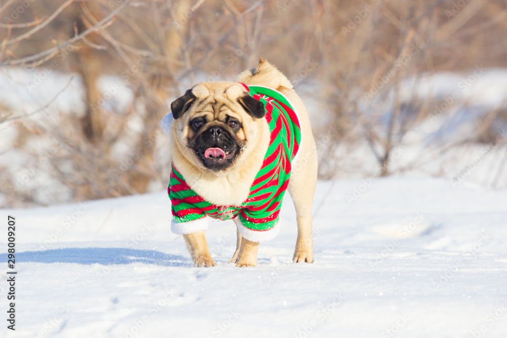 Pug Dog with Christmas elf costume run on a snow