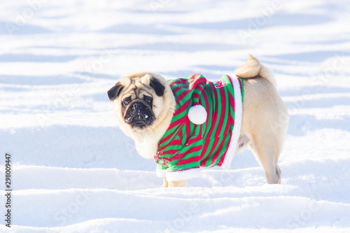 Pug Dog with Christmas elf costume run on a snow © Shcherbyna