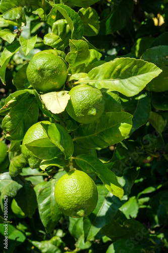 View on fresh green lemons  hanging from branch with green leaves. Ripe fruits in orchard. Tree with green not ripe lemons in a garden in Catalonia  Spain.