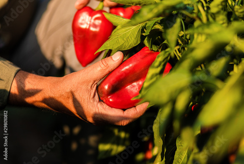 Εκτύπωση καμβά Close up of senior farmer standing in paprika field examining vegetables