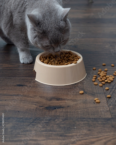 A large gray house cat eats dry food from a cat bowl. Close up.