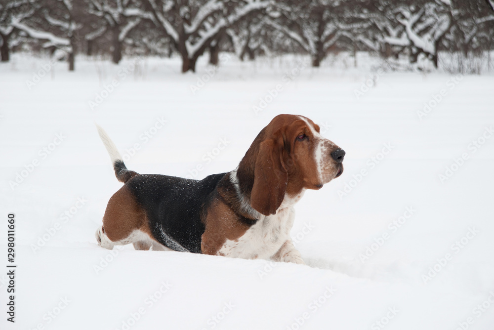 Funny young basset hound runs and plays in deep snow Funny young basset hound runs and plays in deep snow