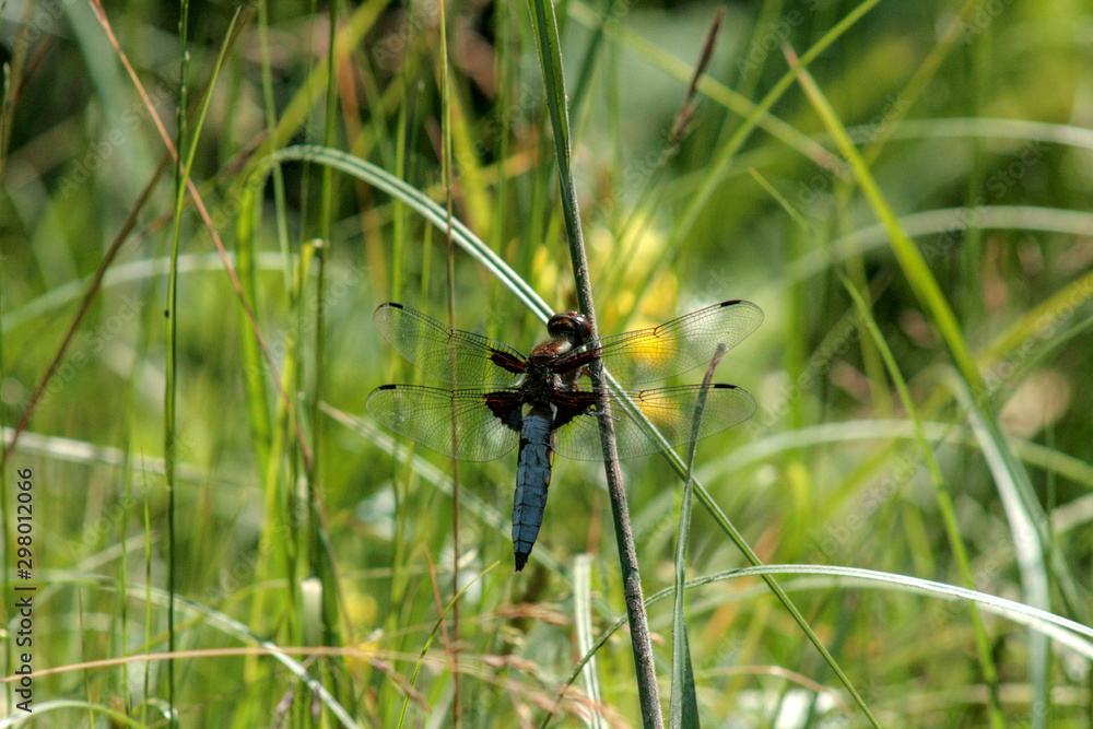 dragonfly on the grass dragonfly on the grass