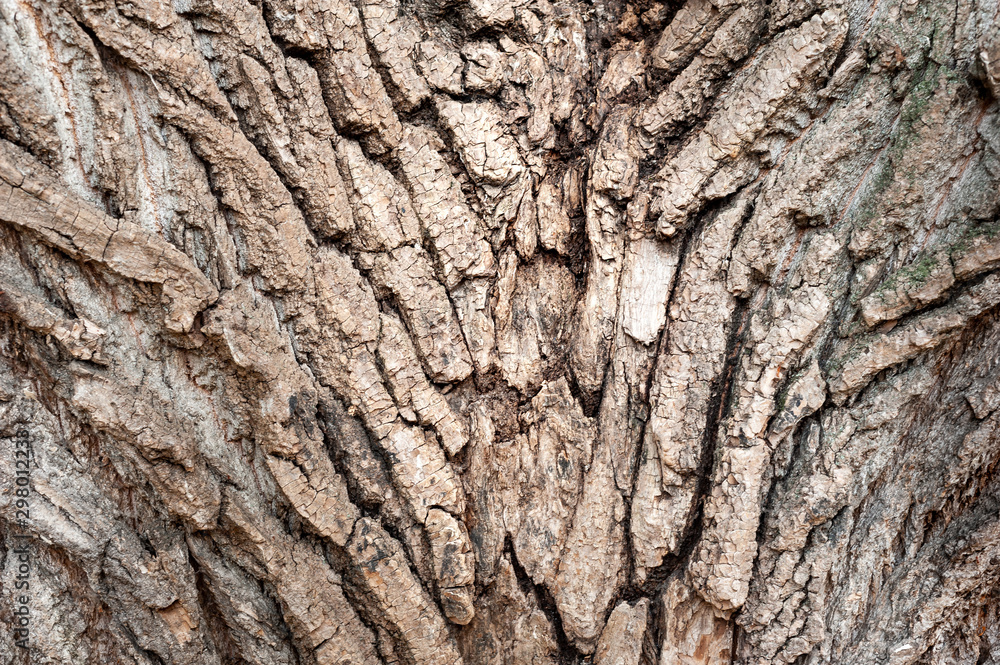 Tree bark texture. Large coarse tree bark. Tree bark texture. Large coarse tree bark.